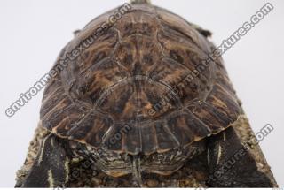 tortoise shell 0006
